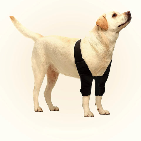 Dog wearing a front leg brace with neoprene elbow sleeves