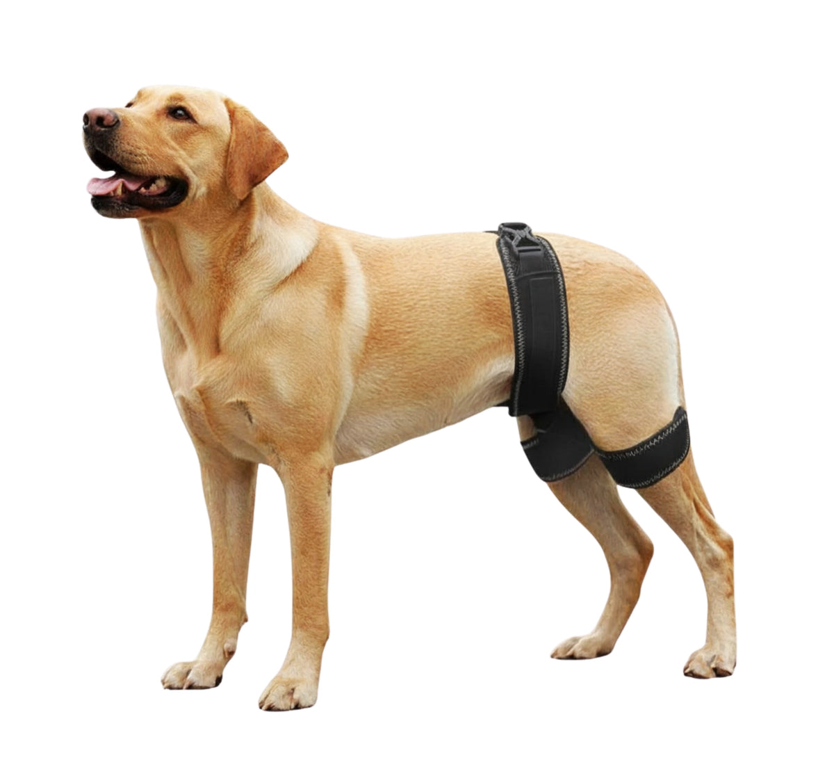 Adjustable Dog Hip Wrap — Padded Hindquarter Coverage