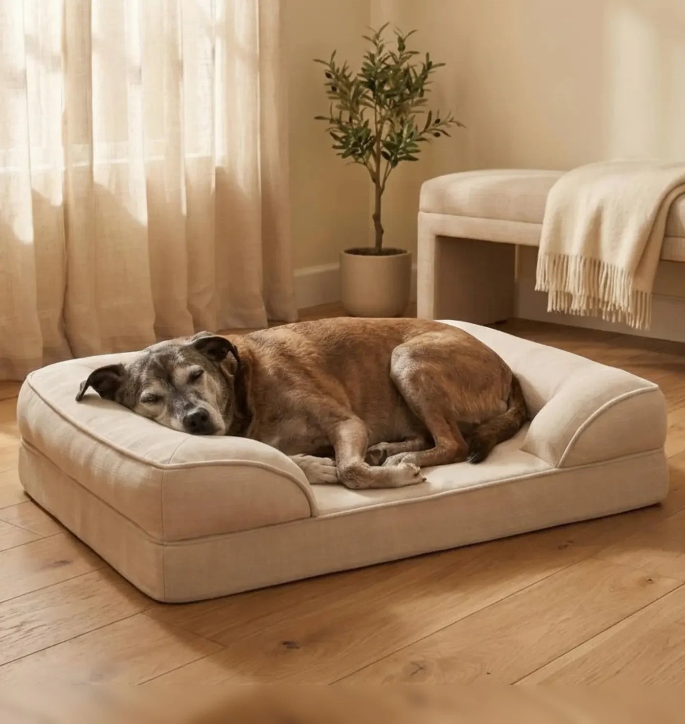 Senior dog resting on a memory foam bed