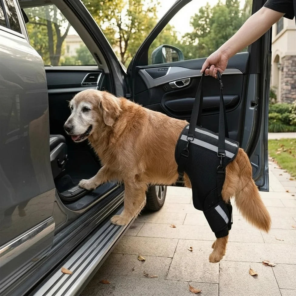 Dog wearing the Rear Leg Lift Harness