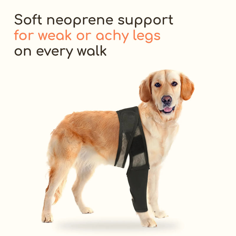 Golden retriever wearing a black neoprene dog leg sleeve, soft support for weak or achy legs