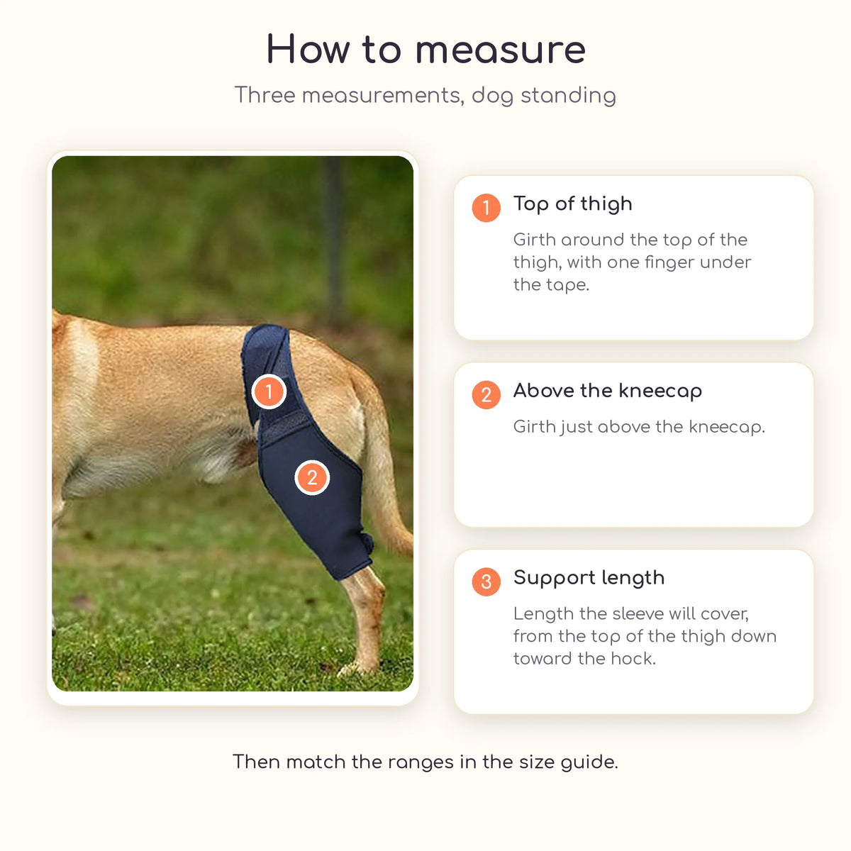 Golden retriever wearing the leg sleeve outdoors