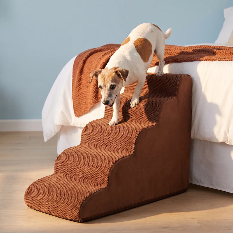 Senior Jack Russell Terrier walking down brown 5-step curved foam dog stairs