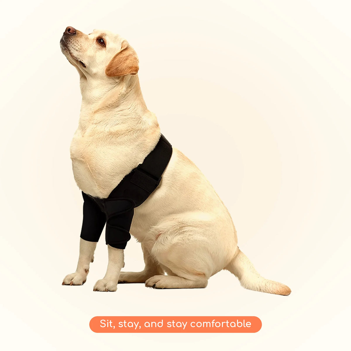 Dog wearing front leg brace at home