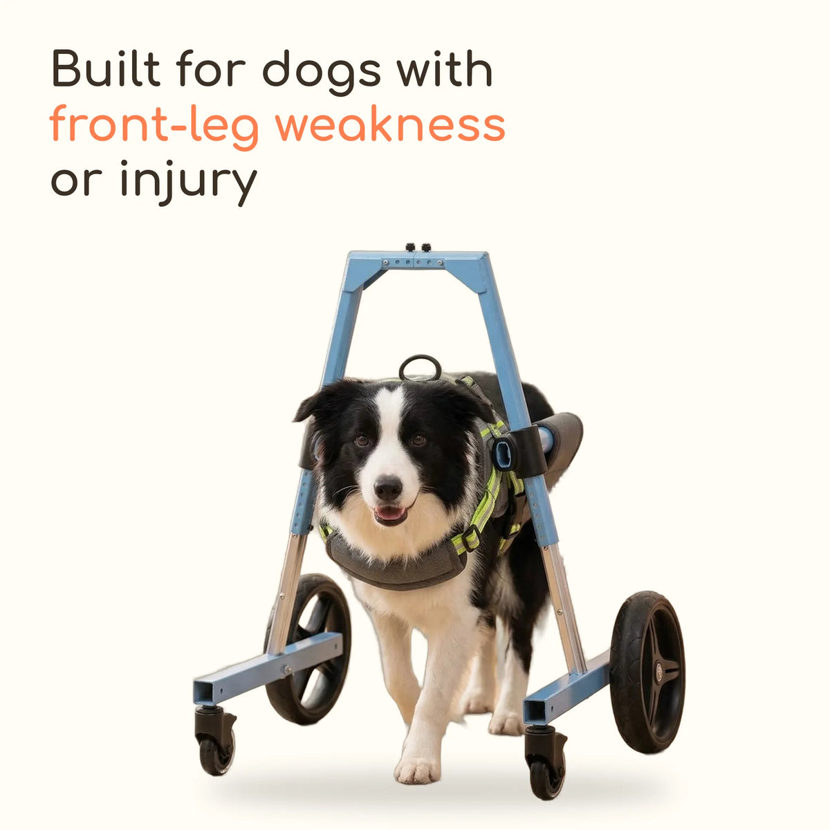Border Collie walking in a front leg dog wheelchair, built for dogs with front-leg weakness or injury