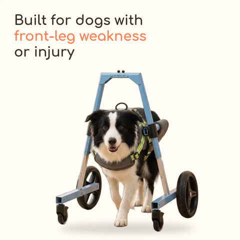 Border Collie walking in a front leg dog wheelchair, built for dogs with front-leg weakness or injury