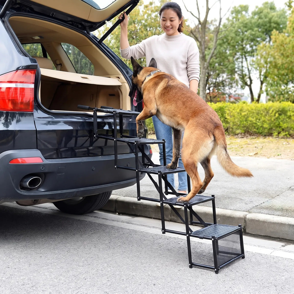 Corgi at the top of the foldable dog car steps, going into an SUV trunk