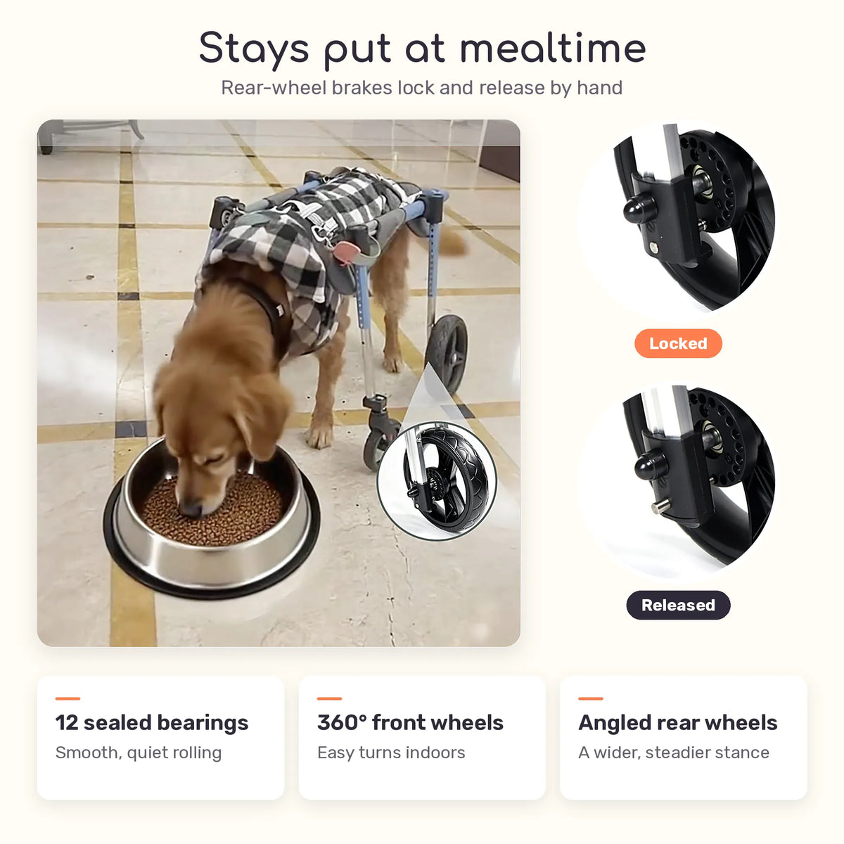 Golden Retriever eating while the dog wheelchair's rear-wheel brakes hold it in place