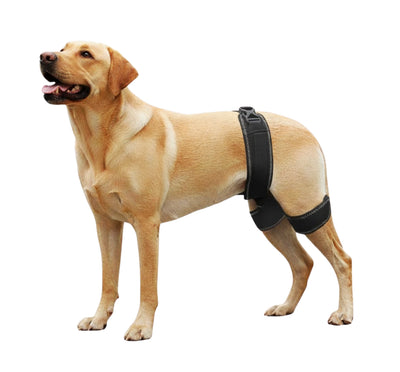 Adjustable Dog Hip Wrap — Padded Hindquarter Coverage