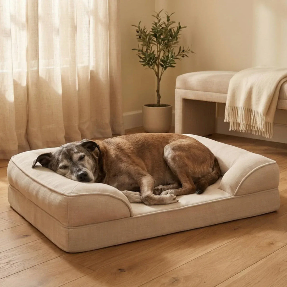 Senior dog sleeping on a beige memory foam dog bed with bolster sides