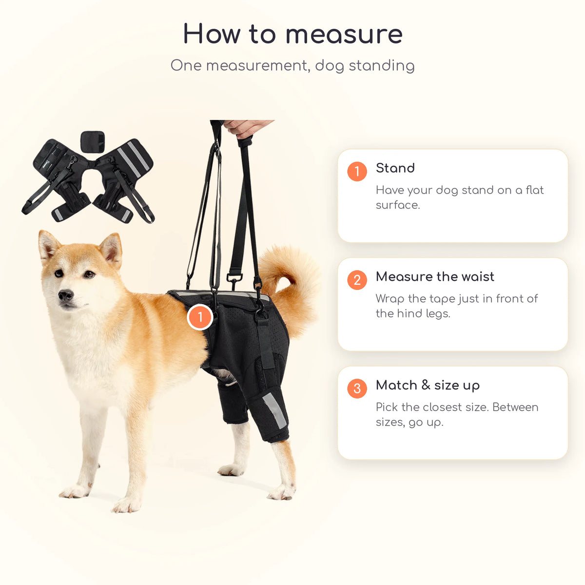 Dog wearing the rear leg lift harness